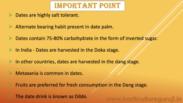 Date Palm Cultivation PPT - Image 5